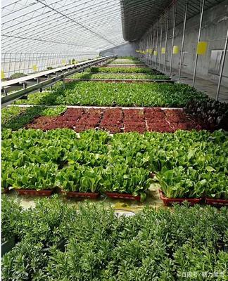 生物科技驅動產業升級，萊西龍頭企業引領農民增收新路徑